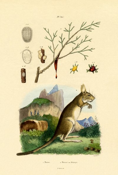 Honigtau von French School
